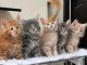 Dons chaton maine coon m&acirc;le et femelle 