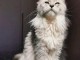 adorable chaton Maine coon femelle a donner 