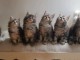 adoption chaton maine coon disponible 