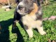 chiot berger australien disponible pour adoption 
