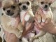 Dons chiot chihuahua femelle et m&acirc;le 