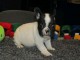 Chiot bouledogue fran&ccedil;ais &agrave; donner 