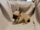 Adorable chiot bouledogue fran&ccedil;ais disponible 