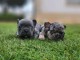 Deux chiots bouledogue fran&ccedil;ais &agrave; donner 