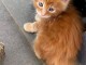 Chaton Maine coon femelle 