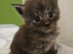 Je donne chaton Maine coon 