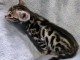 B&eacute;b&eacute; chaton Bengal m&acirc;le a donner urgent 