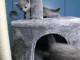 B&eacute;b&eacute; chaton Bleu russe m&acirc;le 