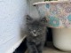 chaton type Bleu russe 