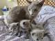Je donne chaton Bleu russe 