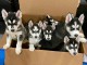 Dons chiot husky sib&eacute;rien adorable 