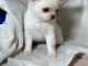 chiot chihuahua femelle a donner 