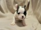 chiot bouledogue fran&ccedil;ais &agrave; donner 
