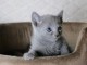chaton bleu russe m&acirc;le pour adoption 