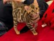 je donne chaton Bengal disponible 