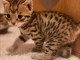 je donne mon chaton Bengal urgent 