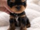 Je donne chiot Yorkshire terrier femelle 