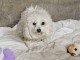 Je donne chiot bichon fris&eacute; femelle 