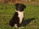 adoption chiot berger australien femelle 