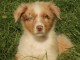 je donne chiot berger australien m&acirc;le 