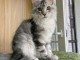 &agrave; adopter chaton maine coon disponible 
