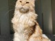 Maine coon femelle a donner 
