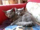 deux chat bleu russe 