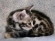 Bengal femelle disponible 