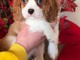 magnifique chiot cavalier king charle 