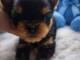 &agrave; adopter chiot Yorkshire femelle 