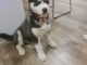 chiot type husky femelle &agrave; donner 