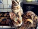 adorable chaton Bengal disponible pour adoption 