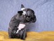 &Agrave; adopter chiot bulldog fran&ccedil;ais 