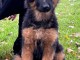 Chiot berger allemand pour saillie 