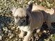 Je donne chiot bouledogue fran&ccedil;ais m&acirc;le 