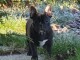 A c&eacute;d&eacute; chiot type bouledogue fran&ccedil;ais 