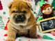 magnifique chiot chow chow &agrave; adopter 