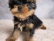 je donne chiot Yorkshire femelle 