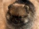 adorable chiot spitz allemand race pure 