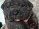 Dons b&eacute;b&eacute; chiot Cane Corso 