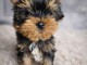 Je donne chiot Yorkshire 