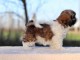 Adorable chiot Shih Tzu a donner 
