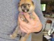 Je donne chiot Shiba inu femelle 
