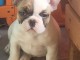 B&eacute;b&eacute; chiot bouledogue fran&ccedil;ais 