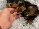 Je donne chiot Yorkshire 