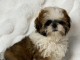 Adorable chiot Shih Tzu a donner 