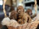 Caniche Toy &ndash; magnifiques chiots