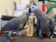 Perroquets Gris du Gabon