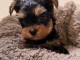 Adorable chiot Yorkshire terrier 
