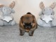 Magnifique chiot spitz allemand 